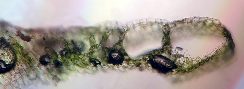 Riccia rhenana